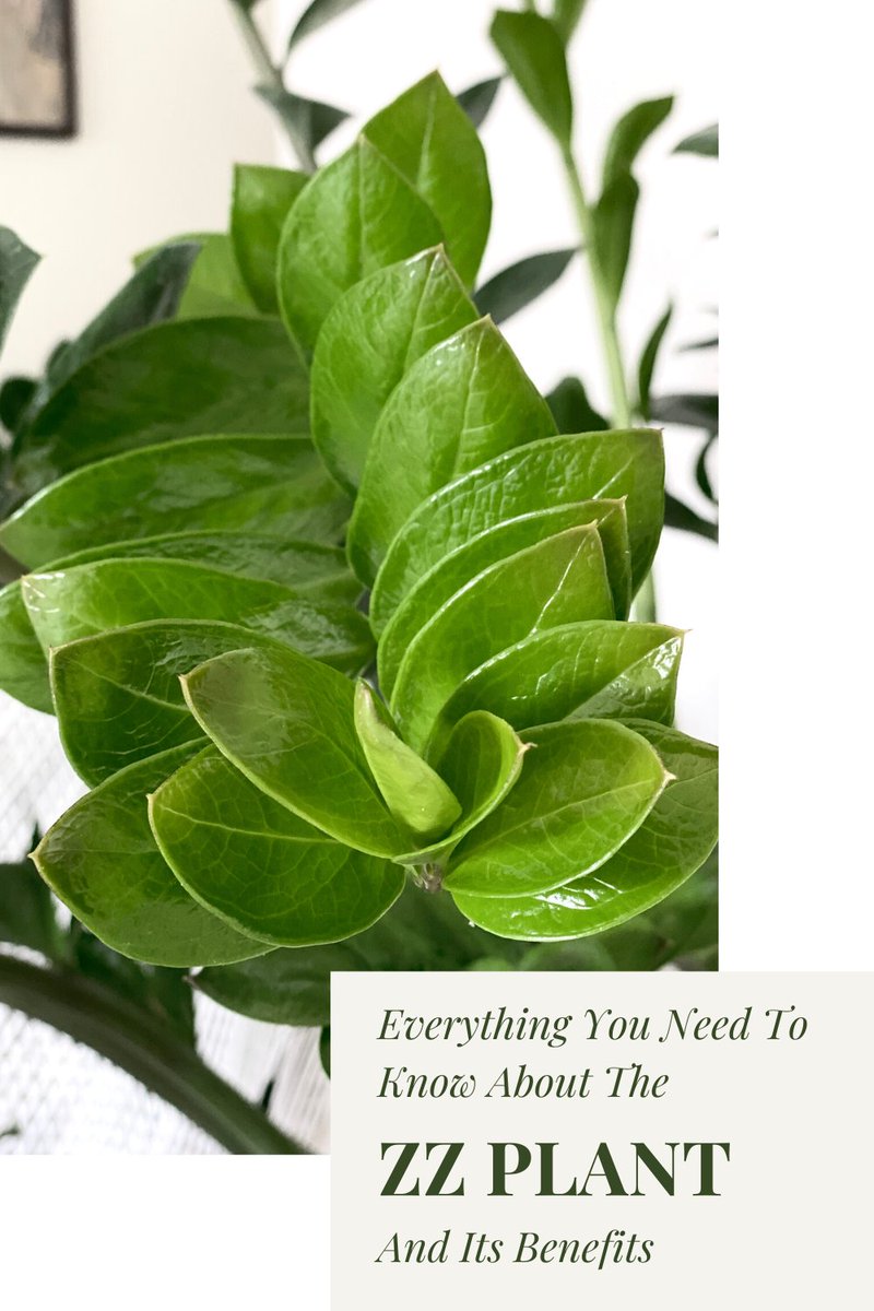 6 Reasons why you need a ZZ Plant in your life! #zzplant #indoorplants #houseplants #bestindoorplants #besthouseplants #lowmaintenanceplants #lowlightplants #lowwaterplants #plantshealthbenefits #airpurifyingplants #h...