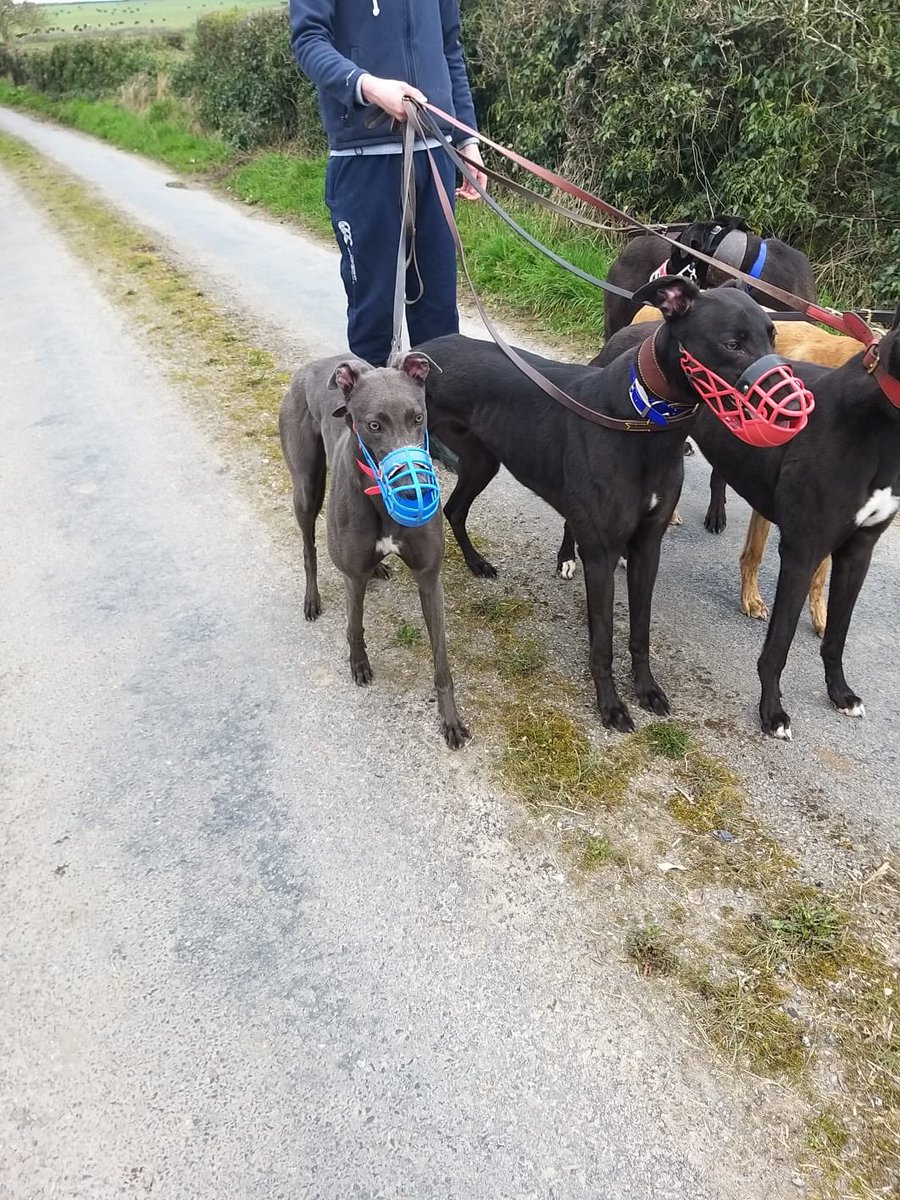 Morning exercise for the doggies