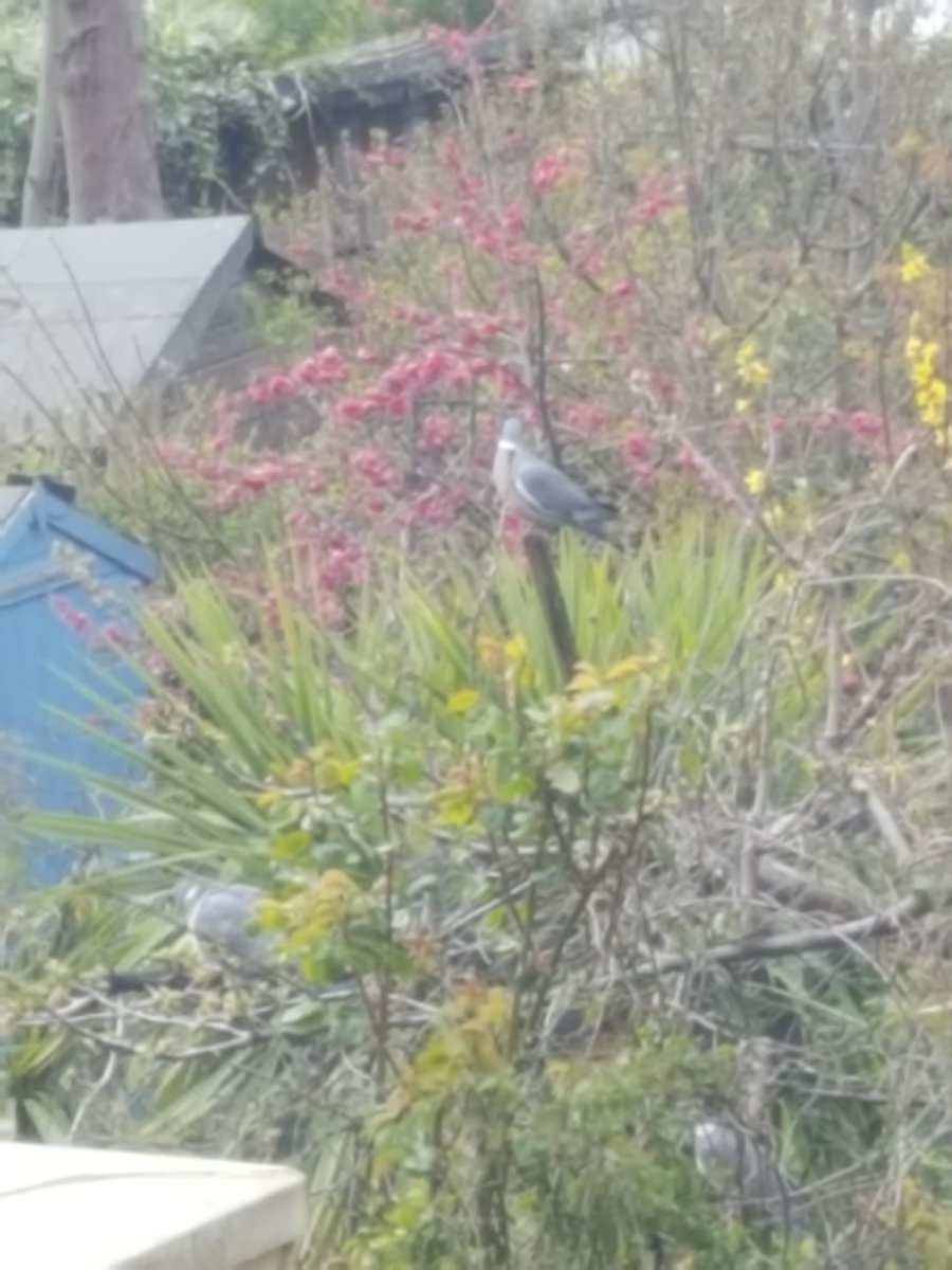 BarnetLibraries's tweet photo. Another fantastic set of pics from a member of #BarnetLibraries staff #WorkFromHome #ThroughYourWindow https://t.co/kGP5K9ZOjb