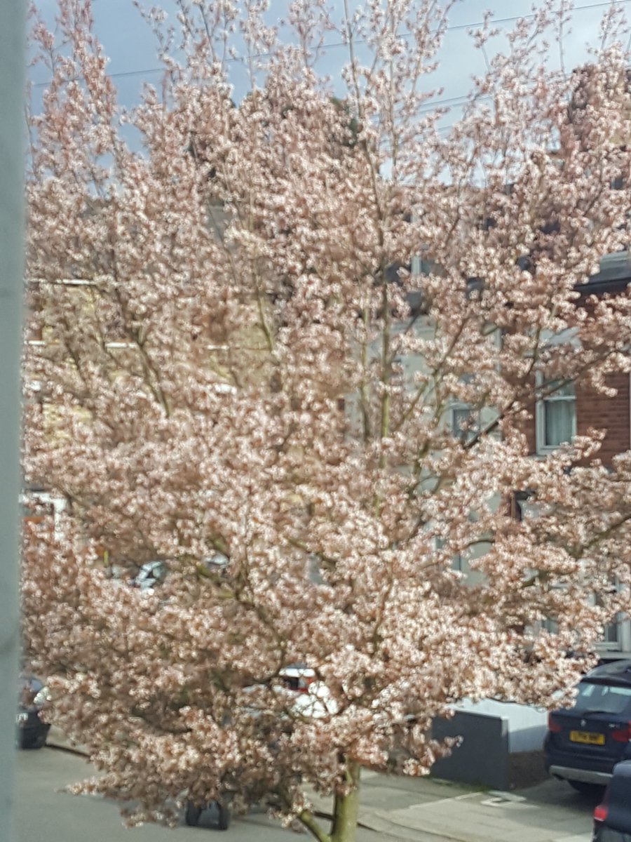 BarnetLibraries's tweet photo. Another fantastic set of pics from a member of #BarnetLibraries staff #WorkFromHome #ThroughYourWindow https://t.co/kGP5K9ZOjb