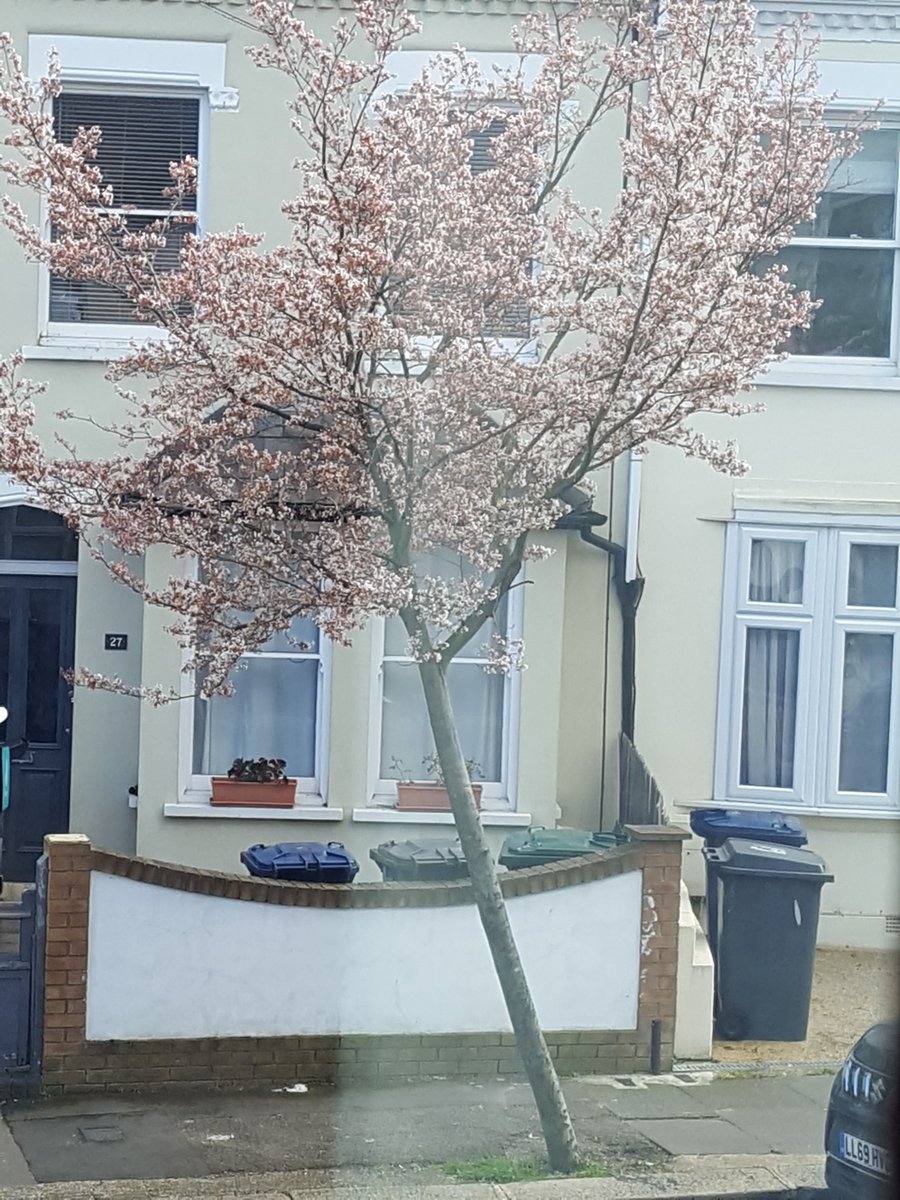 BarnetLibraries's tweet photo. Another fantastic set of pics from a member of #BarnetLibraries staff #WorkFromHome #ThroughYourWindow https://t.co/kGP5K9ZOjb