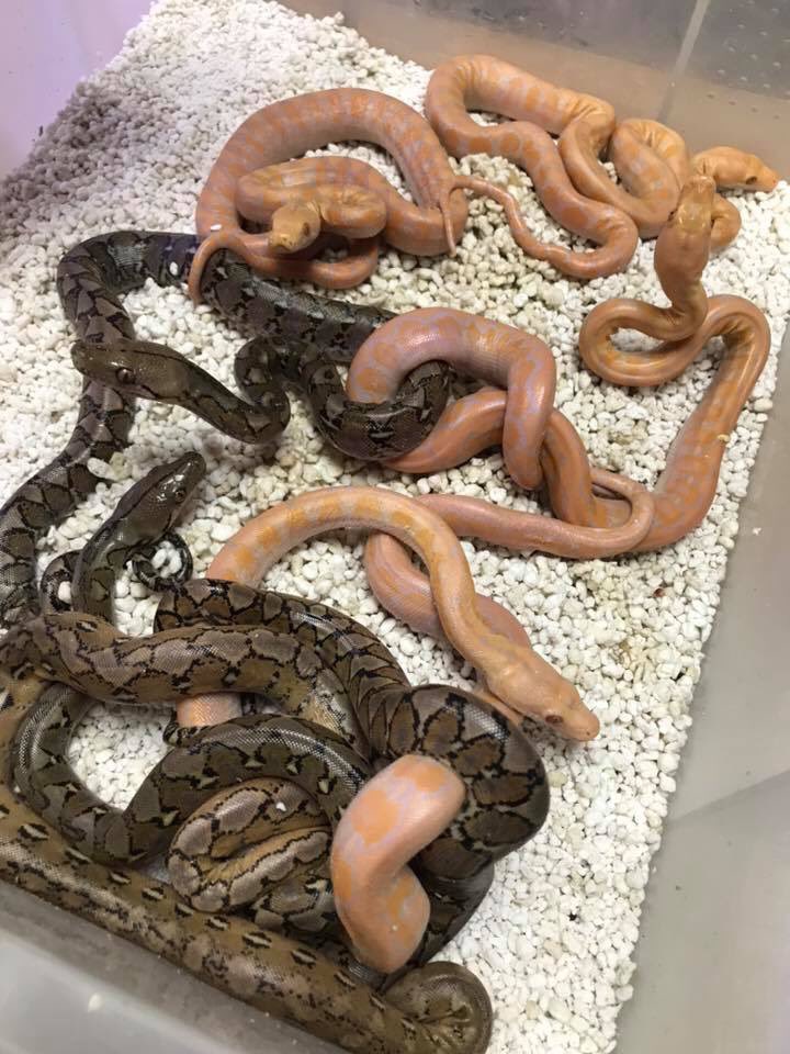 BPLReptileShop's tweet image. The babies are out now and doing well 🙂
#reticulatedpython #superdwarfreticulatedpython #retic #python #pythonreticulatus #snake #babysnake #hatchlingsnake #albino #foulshamcaramel #snakes #reptiles #BlackpoolReptiles #BPLReptiles
