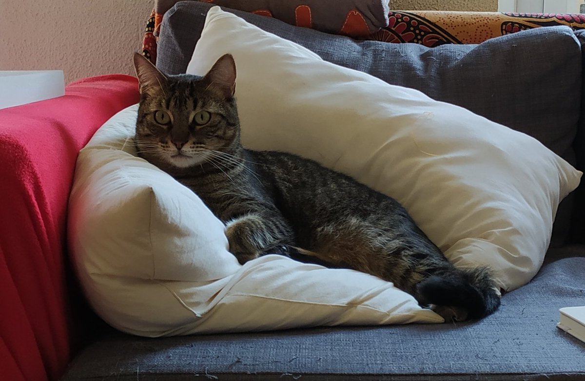 coronapareja's tweet photo. Humano, todavía sigues aquí? 
Qué pasa? Es que no tienes casa?
#COVID19 #gatos https://t.co/glHWEilWZr