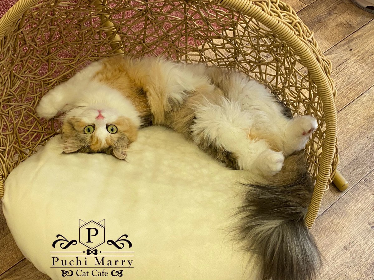 猫カフェぷちまりー Puchi Marry On Twitter にゃんこ用ハンモックで お腹を見せてゴロゴロ中のダイアナちゃん つい 触りたくなるようなモフモフのお腹 触ってもいいかな 仙台営業時間 11 00 21 00 最終入場20 30 Puchimarry ぷちまりー Catcafe