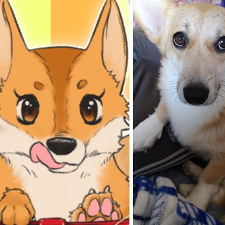mondozeldini's tweet photo. La piccolina di casa.. 9 mesi di amore, risate e allegria ❤️ #Zelda #corgi #corgipuppy #corgilove #corgis #corgiaddict #puppy #puppylove #orecchiecorgi #zampette #zampine #zampinecorte #9mesi #9month #occhioni #occhionidolci #sbleppitisblep #lingualunga #animallovers #corgiears https://t.co/IpN1yfdANF