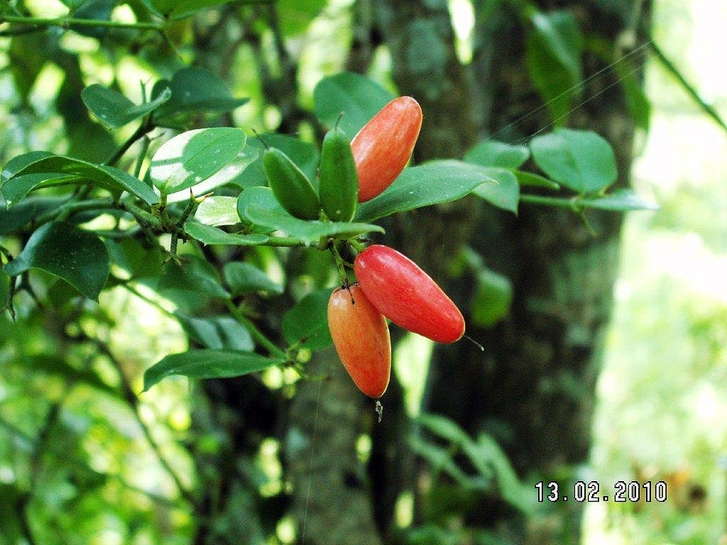 BotSocSA's tweet photo. #TreeTuesday Carissa bispinosa: The Forest Numnum is well known for its edible fruit that can be used in making jams and jellies, but #DYK the roots have been used traditionally as a treatment for toothache? #BotSocSA #UsefulPlants #Forest #GrowIndigenous https://t.co/3YNF9aKpdV