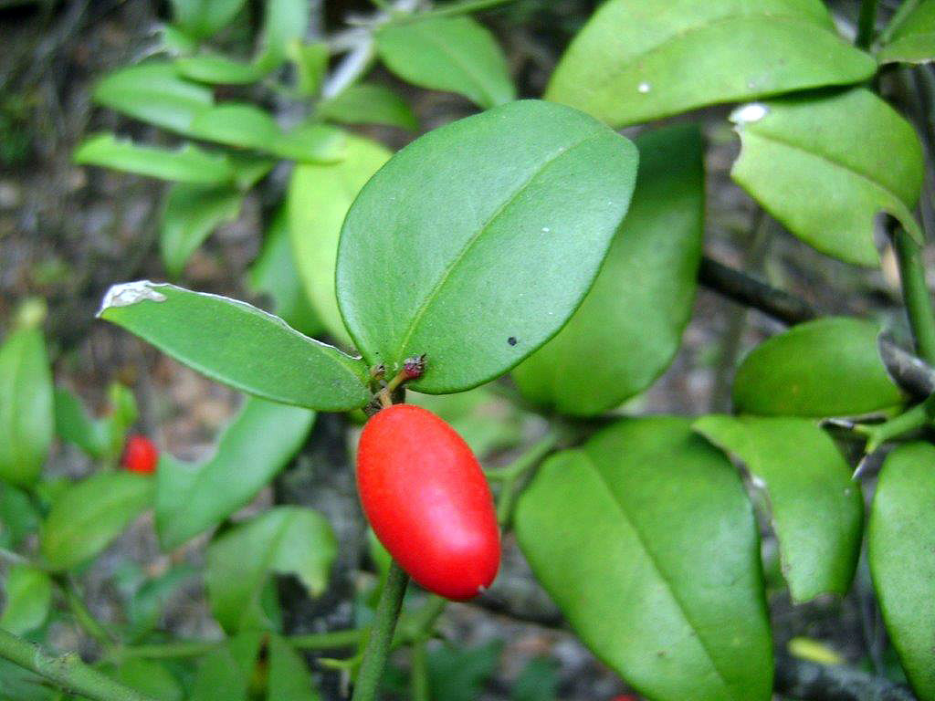 BotSocSA's tweet photo. #TreeTuesday Carissa bispinosa: The Forest Numnum is well known for its edible fruit that can be used in making jams and jellies, but #DYK the roots have been used traditionally as a treatment for toothache? #BotSocSA #UsefulPlants #Forest #GrowIndigenous https://t.co/3YNF9aKpdV