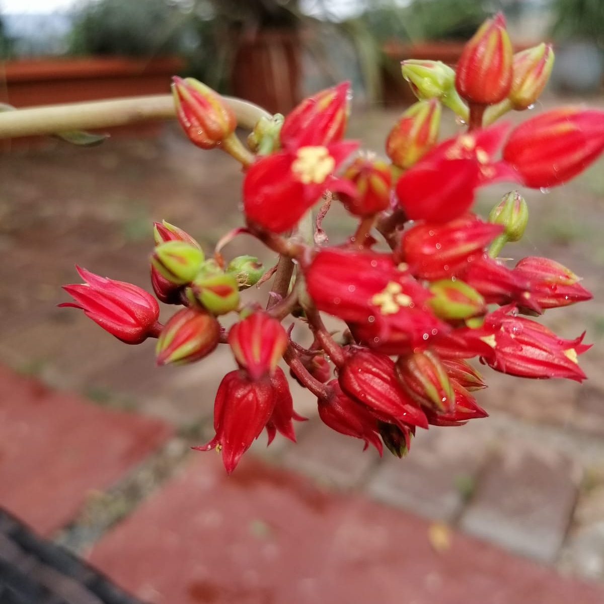 Mistres90287775's tweet photo. Beauty in simplicity#life#garden#lockdown#boreddomme#grateful https://t.co/r28GGYZjgf