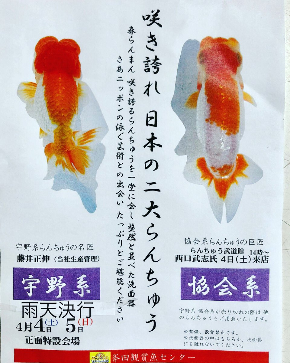 宇野系のランチュウ Amazon | 国産 らんちゅう S 宇野系(全長約3cm) [生体] | オリジナル