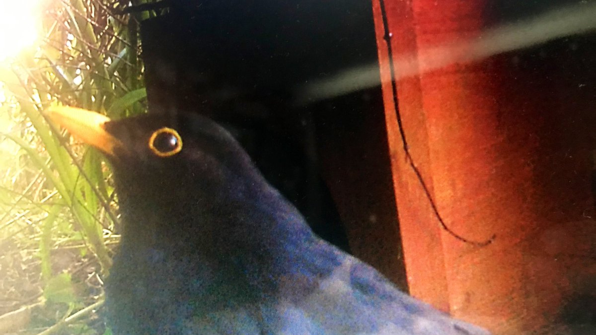 EDoorish's tweet photo. At least 2 hedgepiggies are active in my garden *air guitar*
Plus other cheeky little faces that have made me smile over tea this morning ๐ค
#nature #naturecamera #SolaceInNature #positiveposts #GoodMorning https://t.co/GSUDsMZP8a