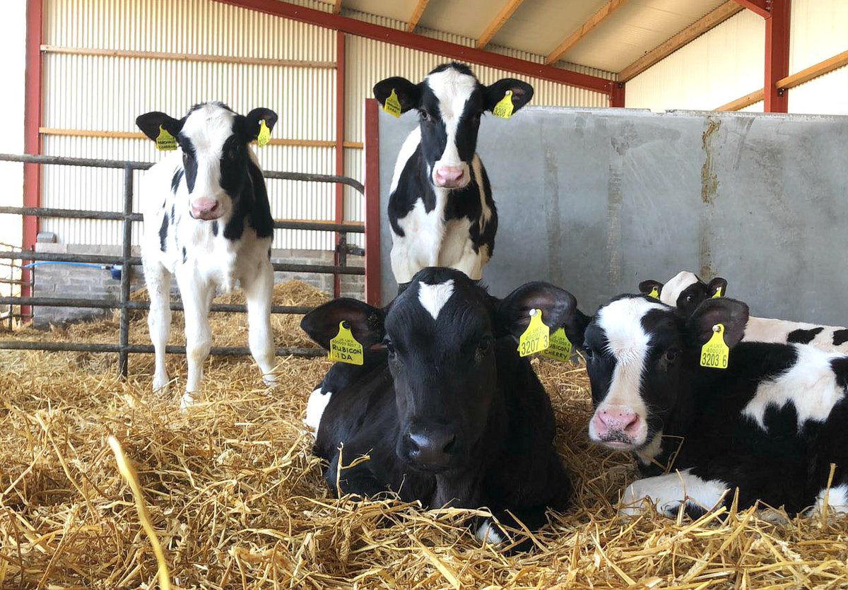 cogentbreeding's tweet photo. #SiredByCogent supersires - EDG Rubicon and his eldest son Mr Rubi-Agronaut at Castletru Holsteins, Northern Ireland🤩
Both sires offer a combination of huge components, balanced type and very good health traits.
Front to back - Rubicons, Agronauts.
#BeProfitableBeCogent https://t.co/mpHoBnrrJN