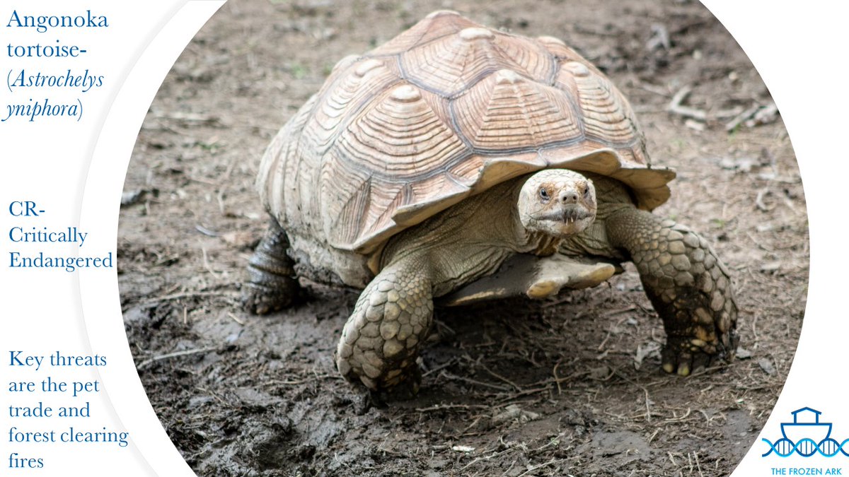 frozenark's tweet photo. Our #threatenedspeciesoftheweek is a tortoise endemic to Madagascar known by a few names- angonoka tortoise/ploughshare tortoise🐢 find out more about this critically endangered species here: https://t.co/WBhfu1D2Im

#extinctionisforever https://t.co/QvZYAIYWvt
