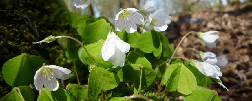 Bosgroepen supporter Deltaplan biodiversiteitsherstel; natuurverlies ombuigen naar herstel dlvr.it/RStj81