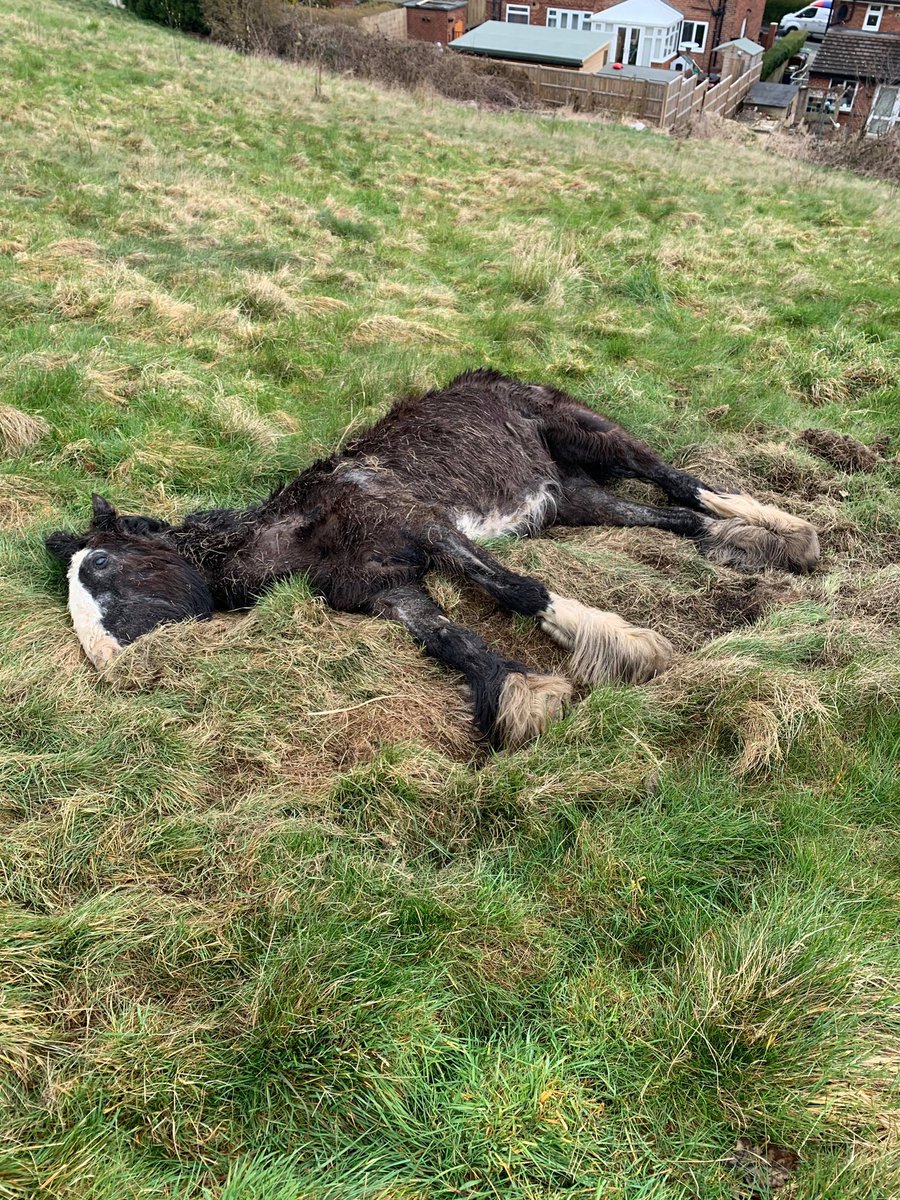 Farnley Leeds @RSPCA_official @RSPCA_Frontline @TheSun so on the 25th of March you went to this horse tethered and extremely ill . You made arrangements to remove the horse the next day the 26th we are now on the 31st and this horse is dead ? This horse has been left to suffer !