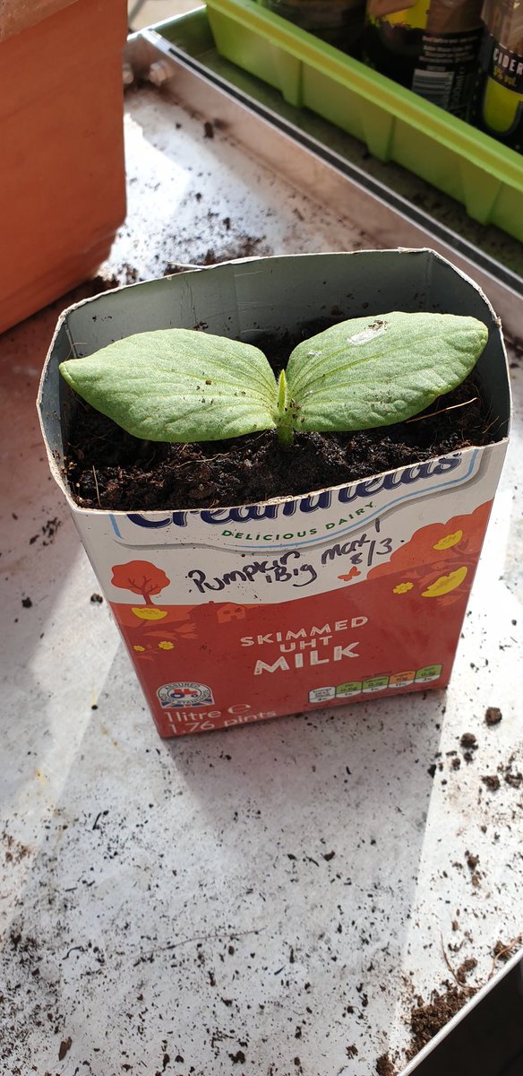zarcothespaniel's tweet photo. @CorngreavesYr6 I've gone a bit mad with mine. If they all grow we will be drowning in tomatoes later this year. Grace has planted some sunflowers and a pumpkin which is doing well (we ran out of plant pots) https://t.co/2sbeOvyKP0