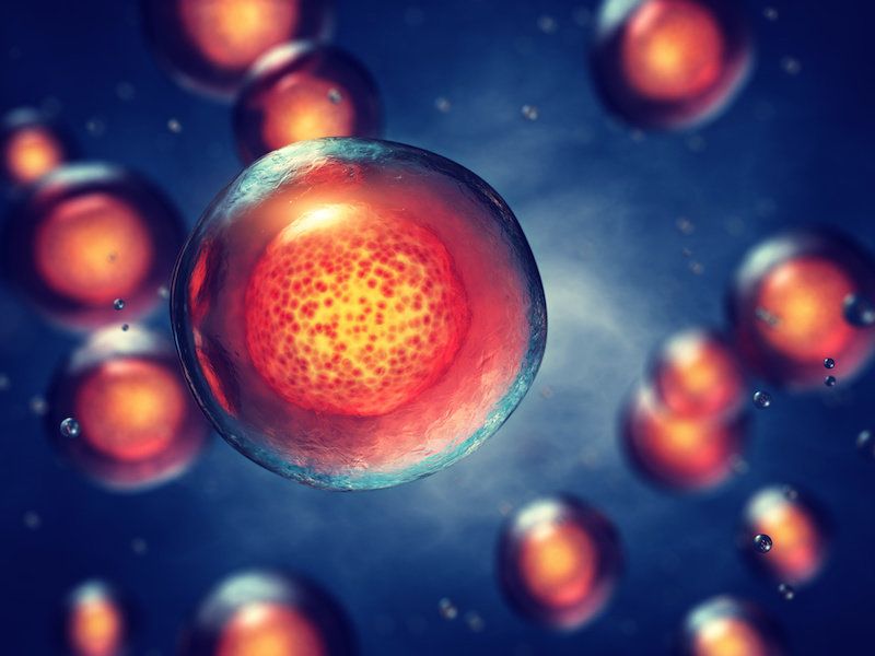 GxPeople's tweet photo. Old human cells return to a more youthful and vigorous state after being induced to briefly express a panel of proteins involved in embryonic development, according to a new study.

Read more via https://t.co/F8Ycb9Rm3M https://t.co/ZA1ZpPdFGg