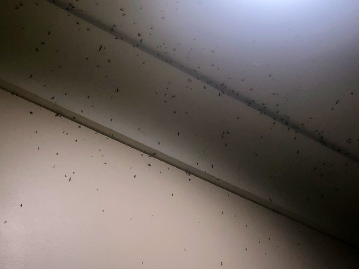 afeltontaylor's tweet photo. Rutherglen bugs - finding more gaps than the Wallabies for decades - near Westbrook on Queensland’s Darling Downs. #despitescreens #mayberain #lightsout Also are they Rutherglen Bugs? @isobelroe they’re your favourites too! https://t.co/XIqqyUBuM6