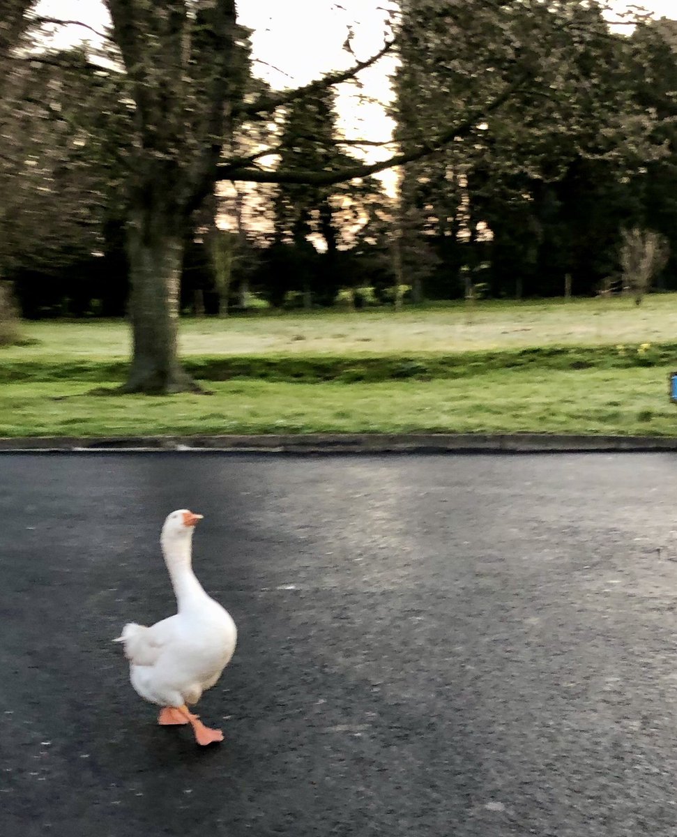 CJ_UK's tweet image. 6am Run Club

Out early this morning with @HellyJ44 to get our daily dose of running whilst enjoying the sunrise, very loud dawn chorus &amp;amp; stare down by a mardy goose 🐦

#StayAtHome #TuesdayMotivation #6amrun #RunningBuddy