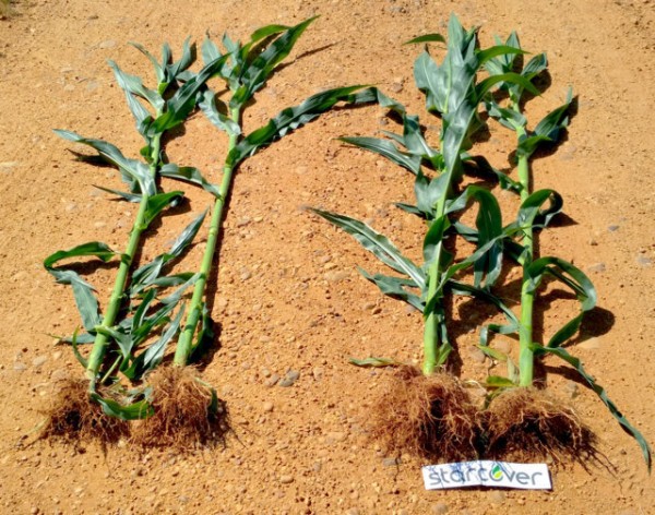 VRural's tweet photo. Starcover, la tecnología de LG @LGSeedsES capaz de aumentar el vigor y la producción del #maíz 👉 https://t.co/5i2aTDz4wO https://t.co/KjQ6BQcRfg