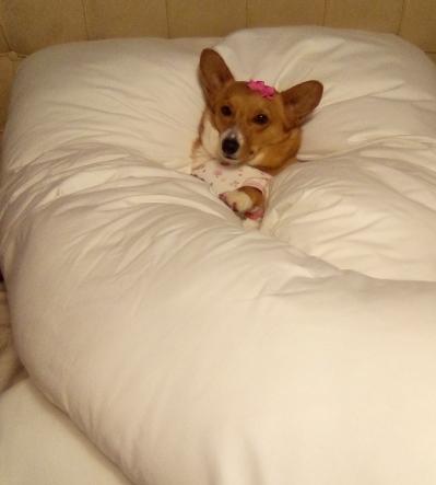 thepeachcrease's tweet photo. Jesco: "no dogs in the bed"
Me: "I don't see a dog."
#RubyJolene #corgi #mamasfavorite #pajamaparty https://t.co/TIAiZAFjzd