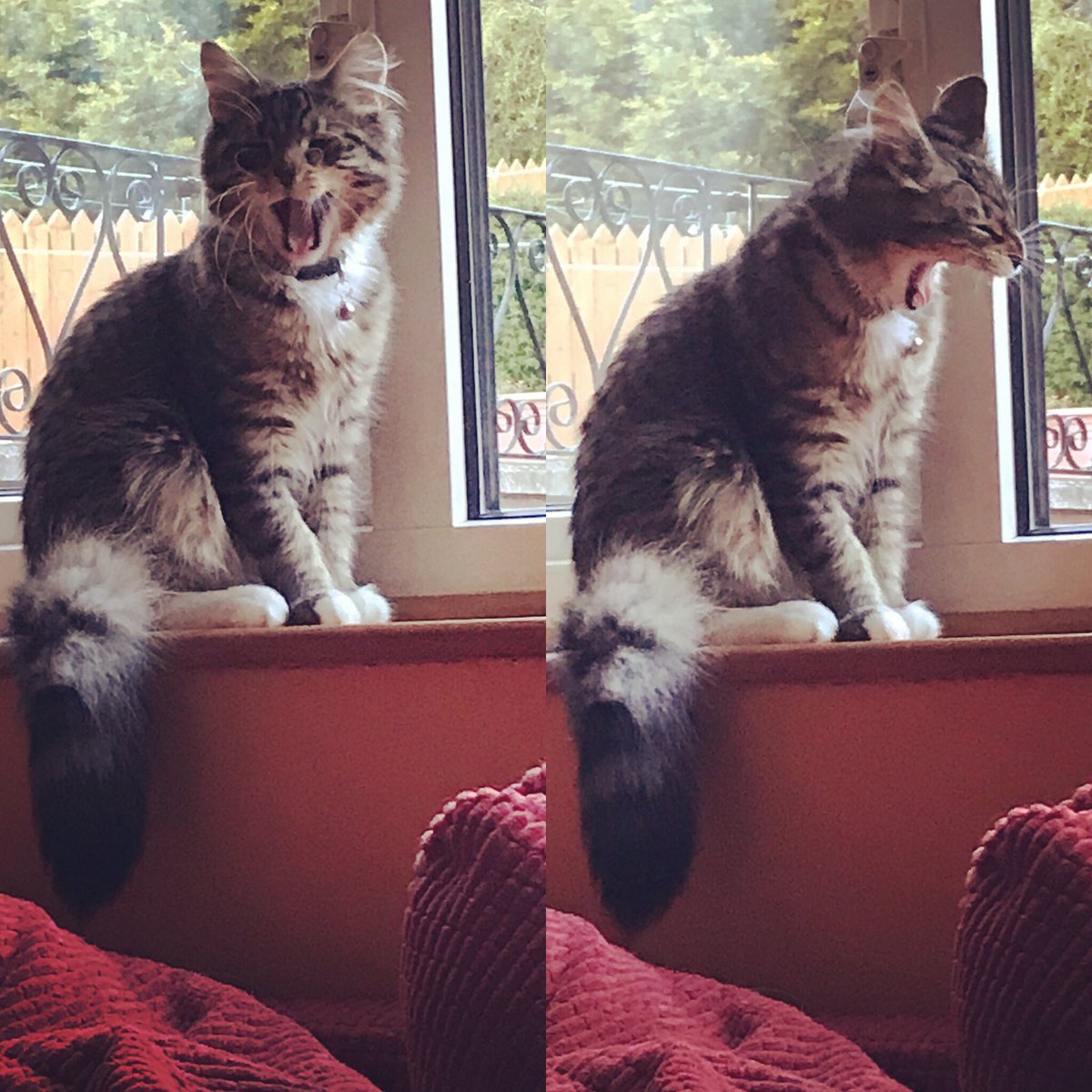 Lester is doing his bit for #StayAtHome but boy, it’s boring!!!
#catsofinstagram #cat #catstagram #catsofinstagram #handmade #wood #woodworking #woodwork #woodworker #reclaimedwood #reclaimed #recycle #personalized
