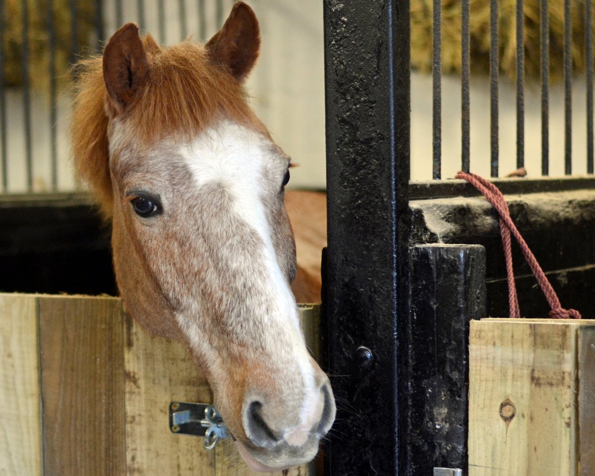 Park Lane Stables tweet media