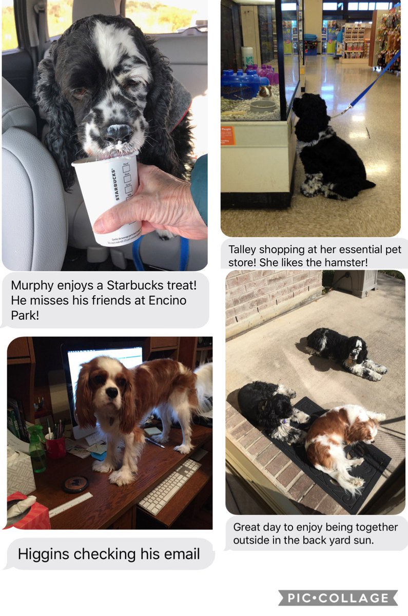 Lichte24's tweet photo. More of our sweet therapy dogs trying to keep busy during their time away from kiddos❤️ @NEISDLeads @sramir27 @EPEagles129 @NEISD_Guidance https://t.co/CgEPnVwOXO