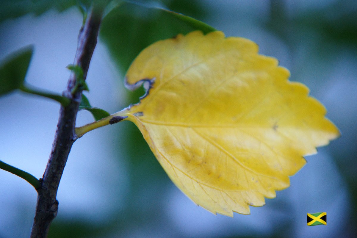 BonitaJamaica's tweet photo. Ripe hibiscus leave. God and nature. ❤️🇯🇲 #Travel #Jamaica #Leaf #HibiscusLeaf #God #Nature https://t.co/fEK2dwEhZk