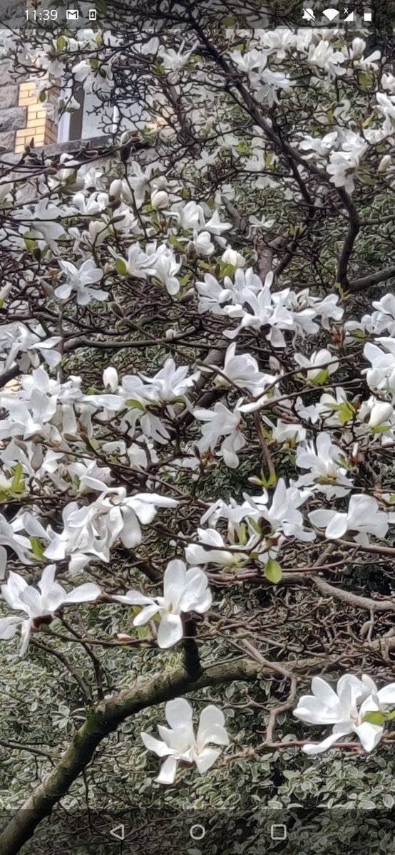 It struck me that with the closure of Campus we will probably miss the brief flowering of our gorgeous magnolia in the courtyard garden. It was planted by #MaryRobinson in 1994. I got security to send me some pics!  #cantwaittobebacktonormal