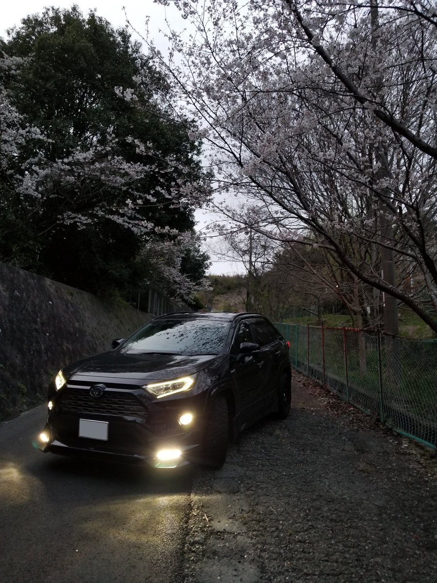 1030RAV4's tweet photo. 桜とRAV4🌸 https://t.co/JfJRtGu2Iy