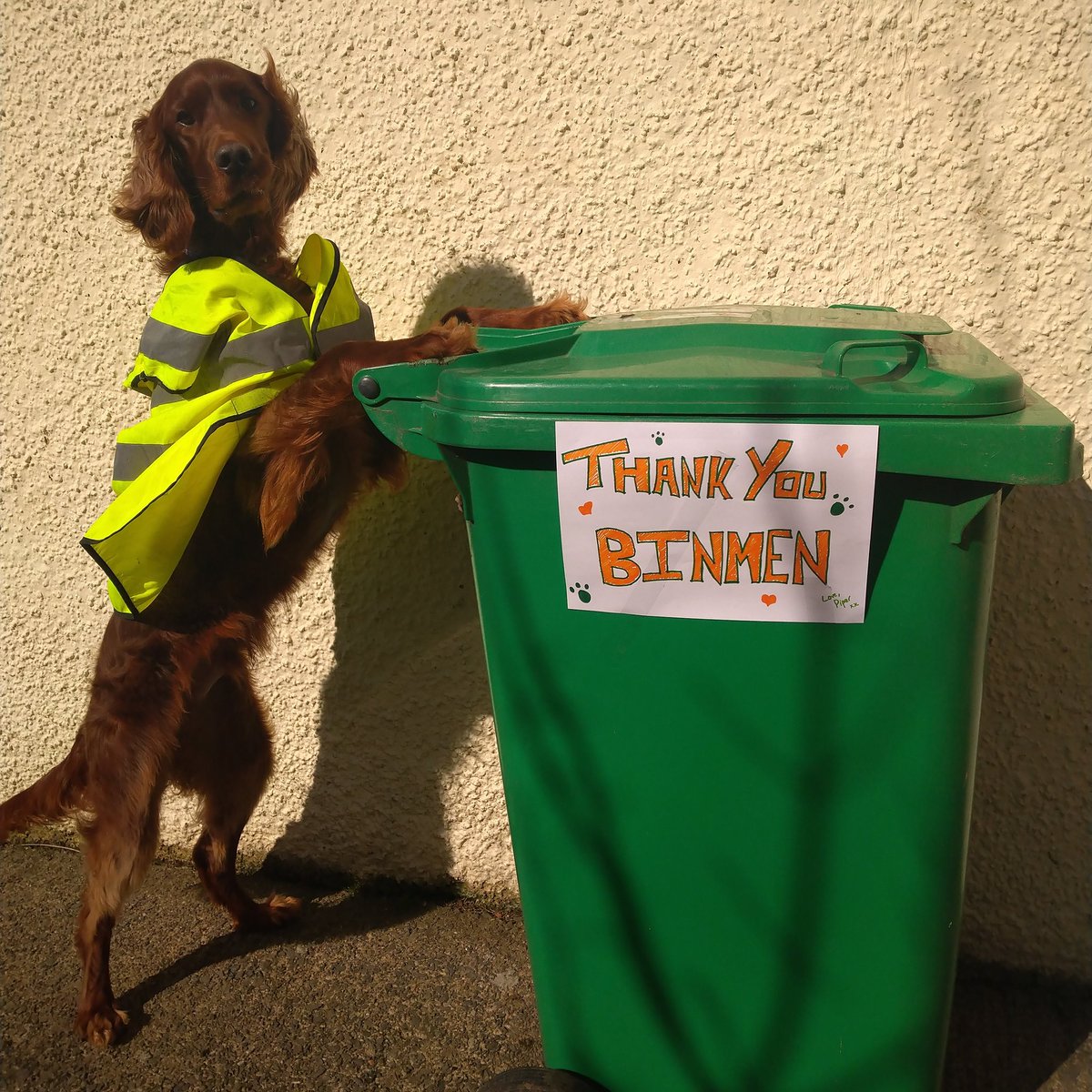 Big thank you to all the binmen working extra hard at the moment (especially my favourite with the buscuits🍪) <a href="/FifeCouncil/">Fife Council</a>
#redsetter #binmen #thankyou #fifeCouncil #scotland #leuchars