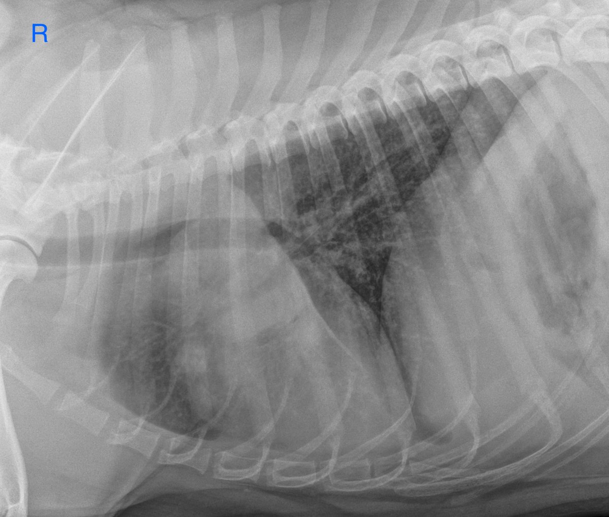 VetCT's tweet photo. It's Your Case - Day 6
4 yo FS Pitt Bull Terrier with cough and variable appetite, lives in Midwest USA.
Read the full case here: https://t.co/jtmqJSVPHG
#TuesdayThoughts #VetStudents #DailyCase #Academia https://t.co/SBgFge5rZQ