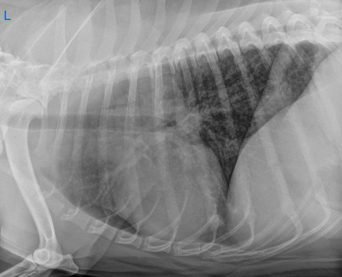 VetCT's tweet photo. It's Your Case - Day 6
4 yo FS Pitt Bull Terrier with cough and variable appetite, lives in Midwest USA.
Read the full case here: https://t.co/jtmqJSVPHG
#TuesdayThoughts #VetStudents #DailyCase #Academia https://t.co/SBgFge5rZQ