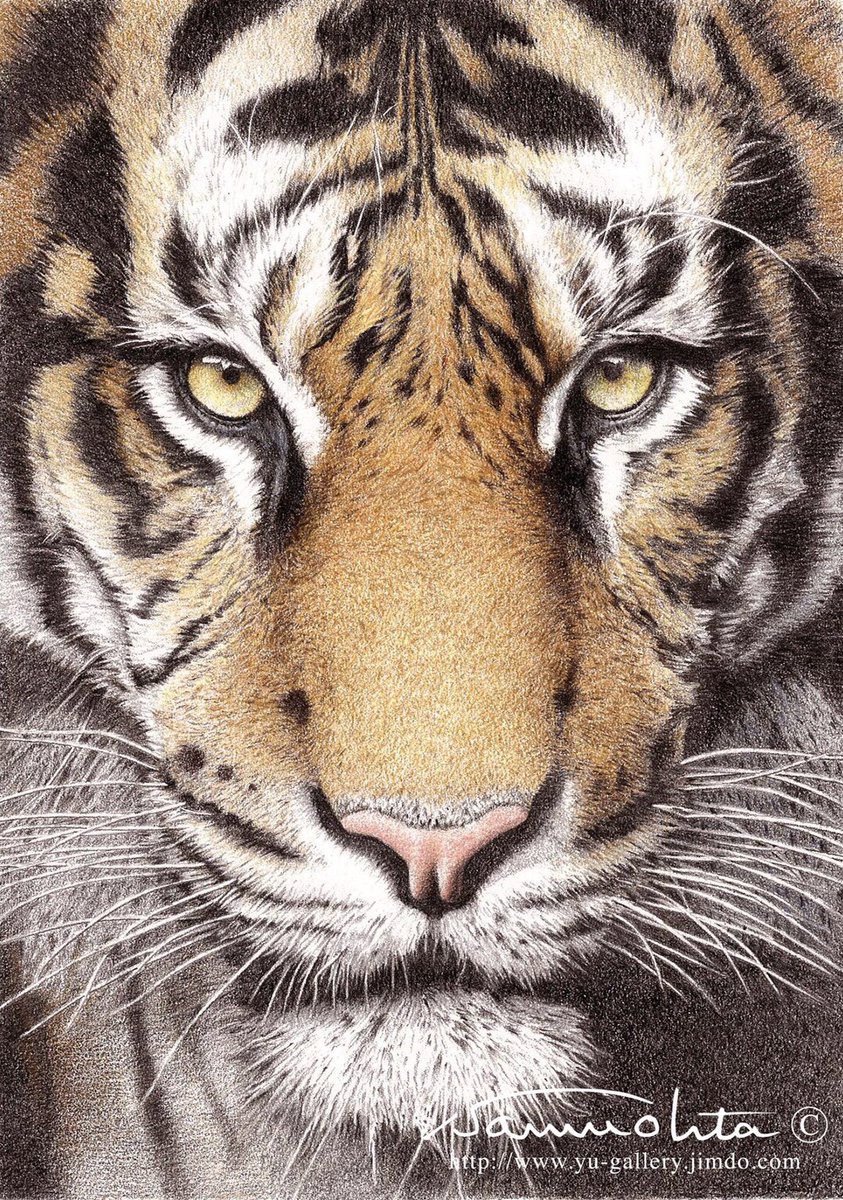 石周斎 Tren Twitter みんなのsnsなんでも展示会 色鉛筆画 水彩画 ペン画 石画など 色んな絵を描いて楽しんでおります 今回は 色鉛筆画で参加させて頂きます 色鉛筆画 虎 ストロベリー フクロウ カワセミ