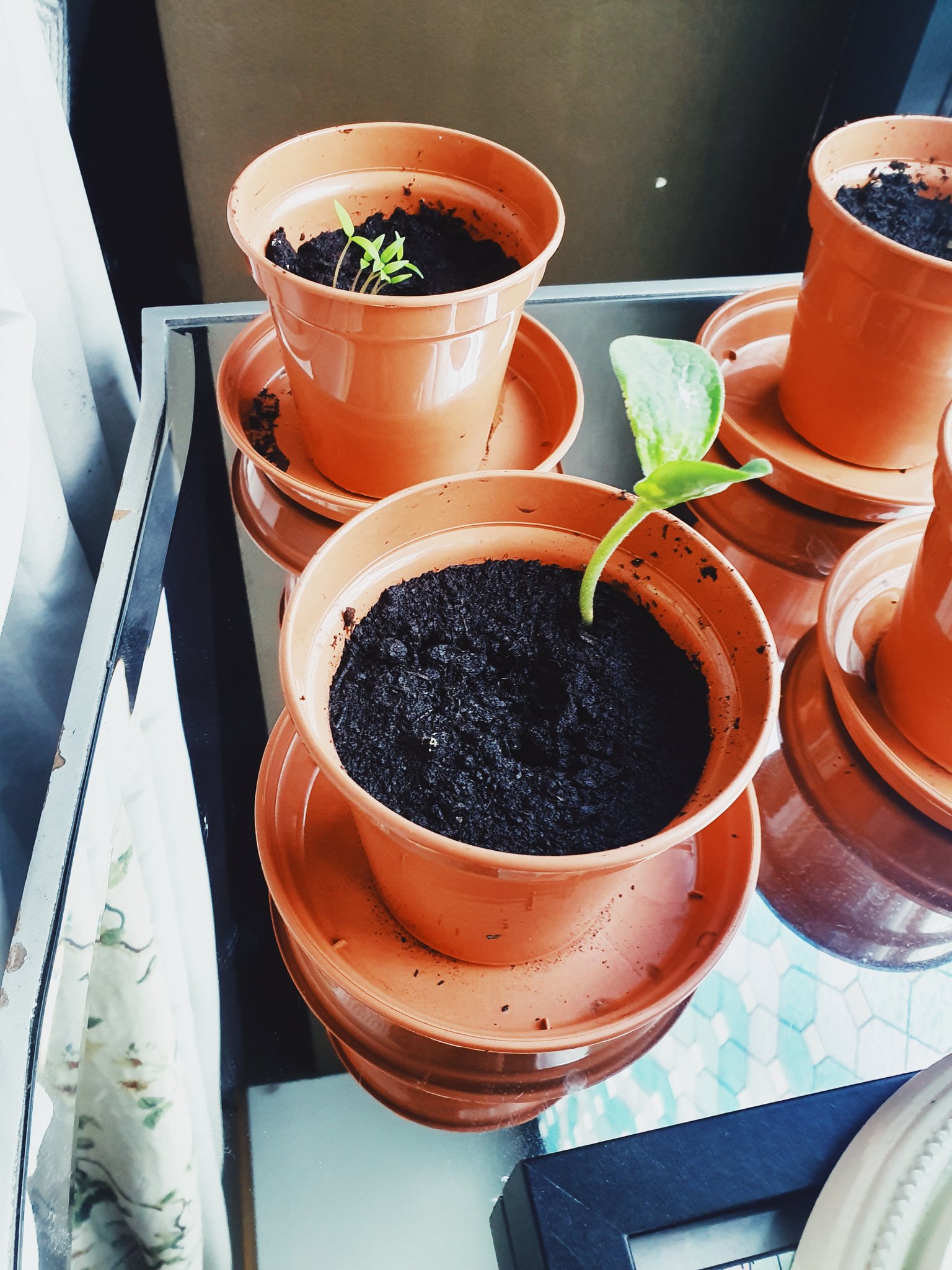 🍎Darla Blake🍎 on Twitter "Planted some seeds at the start of all of