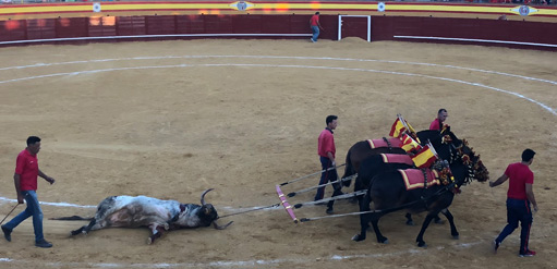 Hoy Cenicientos amaneció nevado.. Buen día para recordar a Bienpeinado nº 51 de <a href="/Decastajijona/">GANADERÍA PEÑAJARA</a> , año 2018. Nunca se nos olvidará este toro tan bonito tanto por fuera como por dentro. 

#QuedateEnCasa
