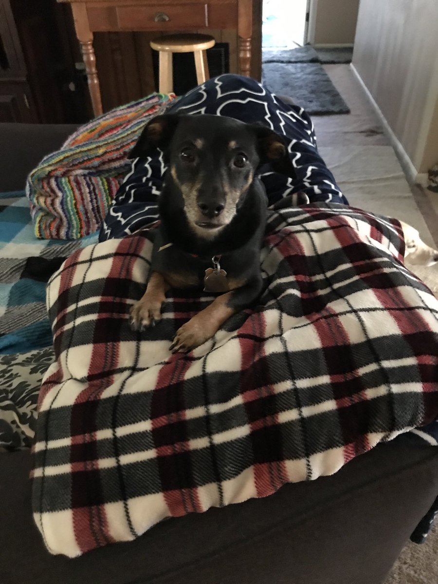 aquacheg's tweet photo. So what’s a positive of Covid-19 isolation? #sweetdogtime #isolatingwithmydog https://t.co/kWTR1Cpbha