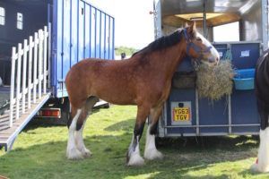 If you tow a horsebox you don''t have to have separate insurance cover ...  but there are some very good reasons why you should consider it🐴🐎 buff.ly/389LLQg #horse #HorseLovers #eventing #equestrian