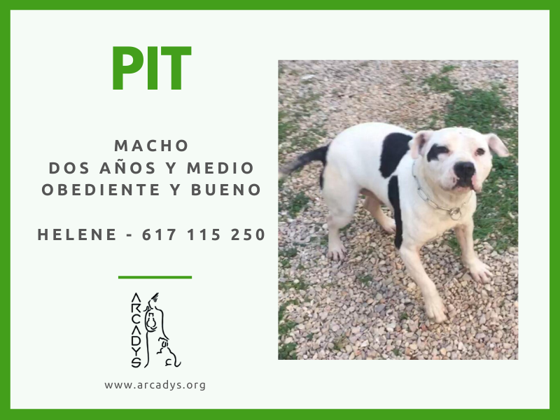 Ayúdanos a buscar un hogar para Pit - arcadys.org/ayudanos-a-bus…