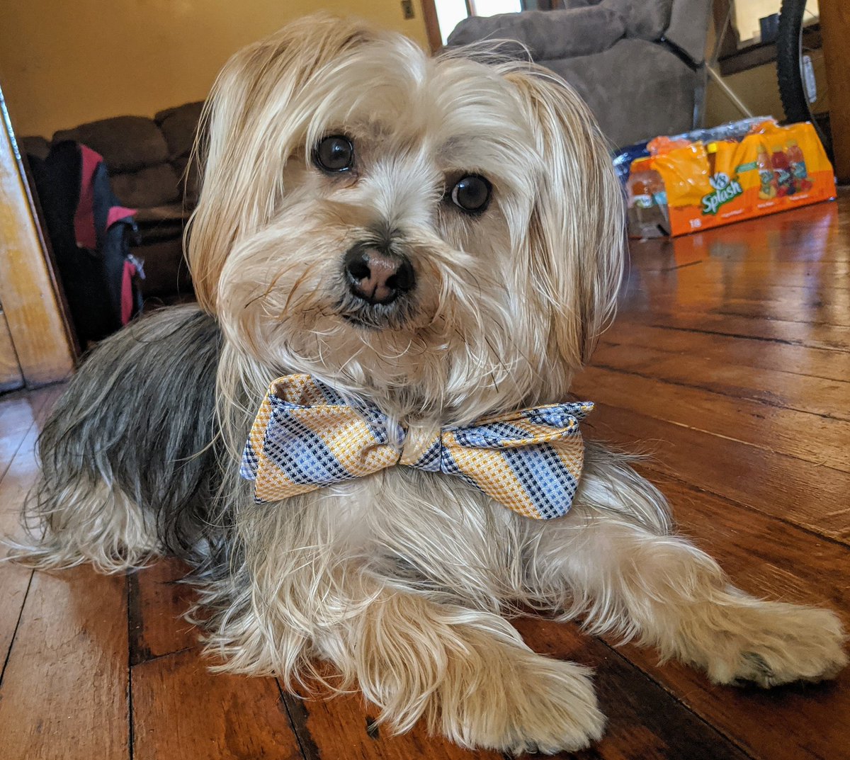 It's Thunderbolt Tuesday of LASD virtual spirit week. In honor of MAMS bowtie Tuesday teachers, @Mr_Heller_ and @107MrB, Coben has agreed to wear his Bolts' bowtie. It's a great day to be a Bolt. #BoltSpiritWeek