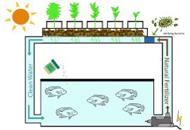 جاء الدور وبقوة لدعم الزراعة المائية أكثر من الزراعة القليدية وأقصد نظام AQUAPONIC فهو نظام زراعي عض...