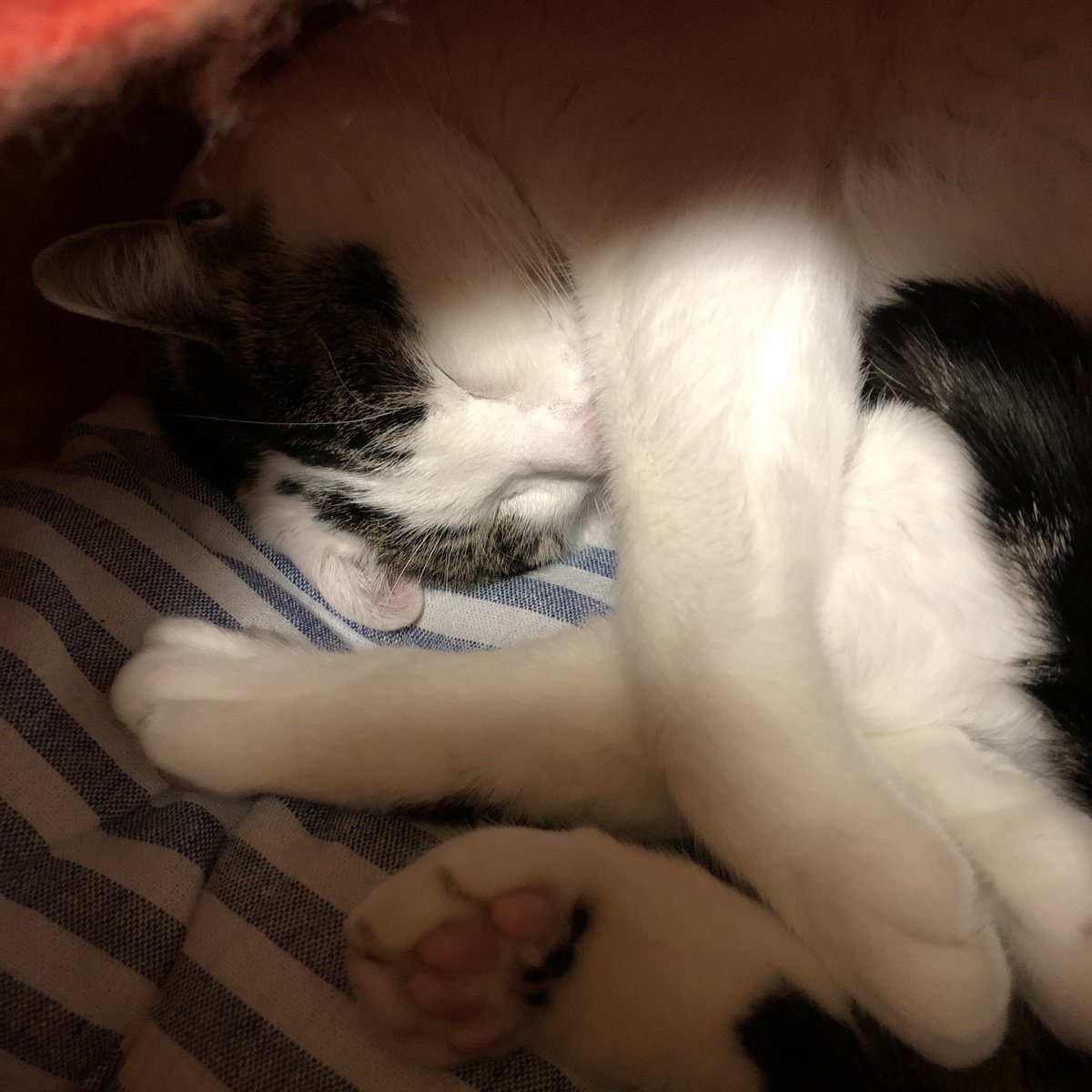 深谷かほる深谷薰 夜廻り猫 7巻 A Twitter おばんかだ 福島のすばるだよ おばちゃんが 全日本 目ぇ細い猫選手権 だって うっつぁしです うるさいです みなさん 夢で くいたいものくえますように ねんねんよ 夜廻り猫