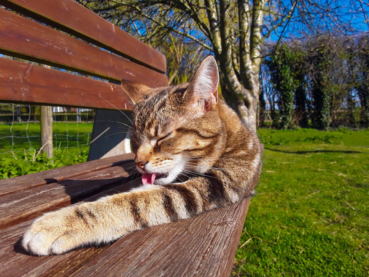 chris_alpacas's tweet photo. It's #TongueOutTuesday Precious is good at that, lol! #CatsOfTwitter #CatsOnTwitter #SocialDistancing #ballsphotos #TuesdayMotivation #TuesdayThoughts #Precious 😹😹😂😂 https://t.co/SQTNkMNqWc