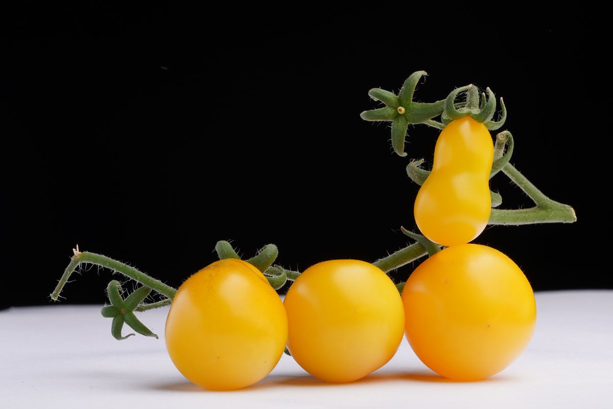 PowersFlowers's tweet image. Posting #ATomatoADay over on the Totally Terrific Tomato Festival’s FaceBook page facebook.com/TotallyTerrifi…. Like toms? Like our page 😊 
#TTTomFest20 #TomatoLove
Today we have Yellow Pear, a heirloom variety. Festival was founded by @nickykylegarden. Takes place in @NBGGlasnevin