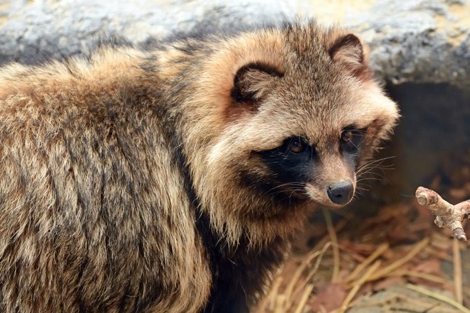 Racoonのtwitterイラスト検索結果 古い順 Racoonのtwitterイラスト検索結果 古い順