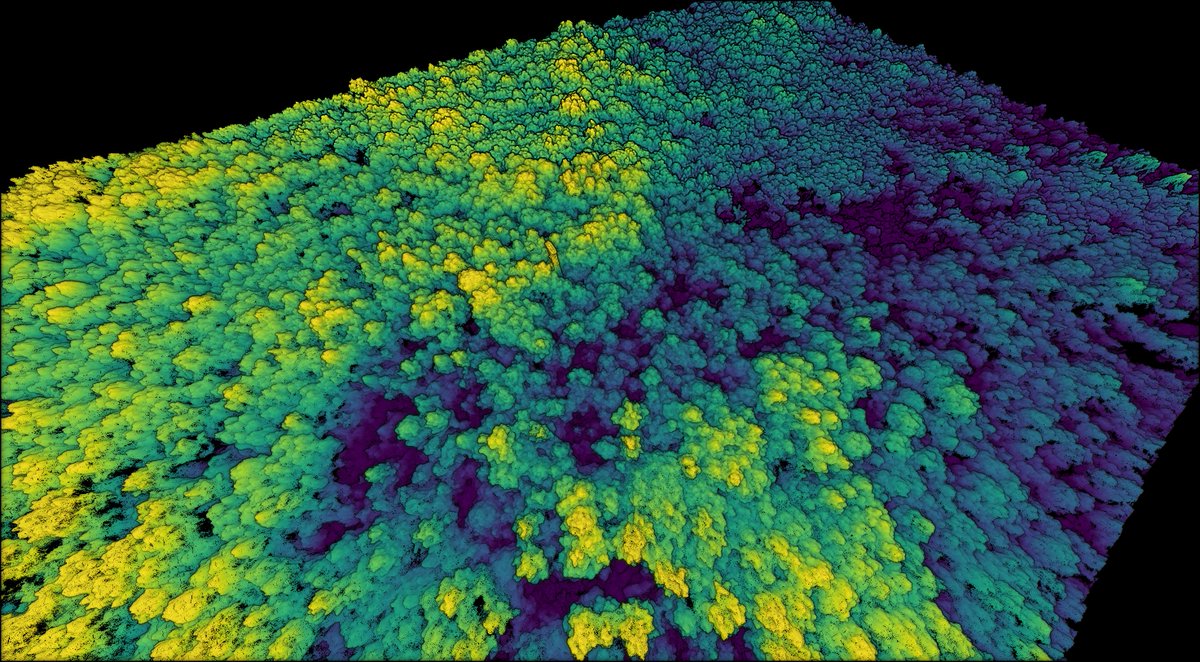 StovallAtticus's tweet image. AMAZED by the possibilities for #drones and structure-from-motion #SFM capturing #forest #canopy #structure. Like #LiDAR on the cheap!

Here, 10 ha and 150 MILLION points captured in 40 min with a $1k drone.

A solid, #accessible option for collecting your own #3D data!😍 🌲🌳🌍