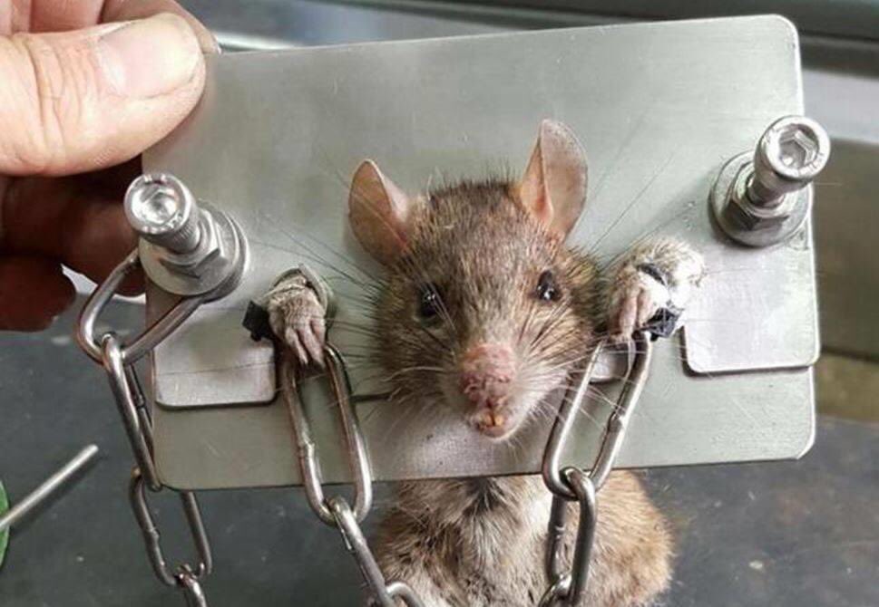 Смешные крысы. Грызуны в городе. Ты крыса. Серая крыса пасюк. Угарная крыса.