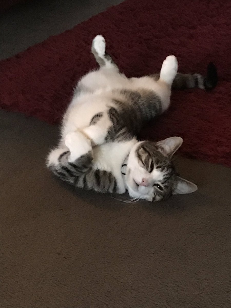 TracyHopper9's tweet photo. Bob pretending he’s not watchin us have dinner #naughtypussy https://t.co/qSKNPQCKa4