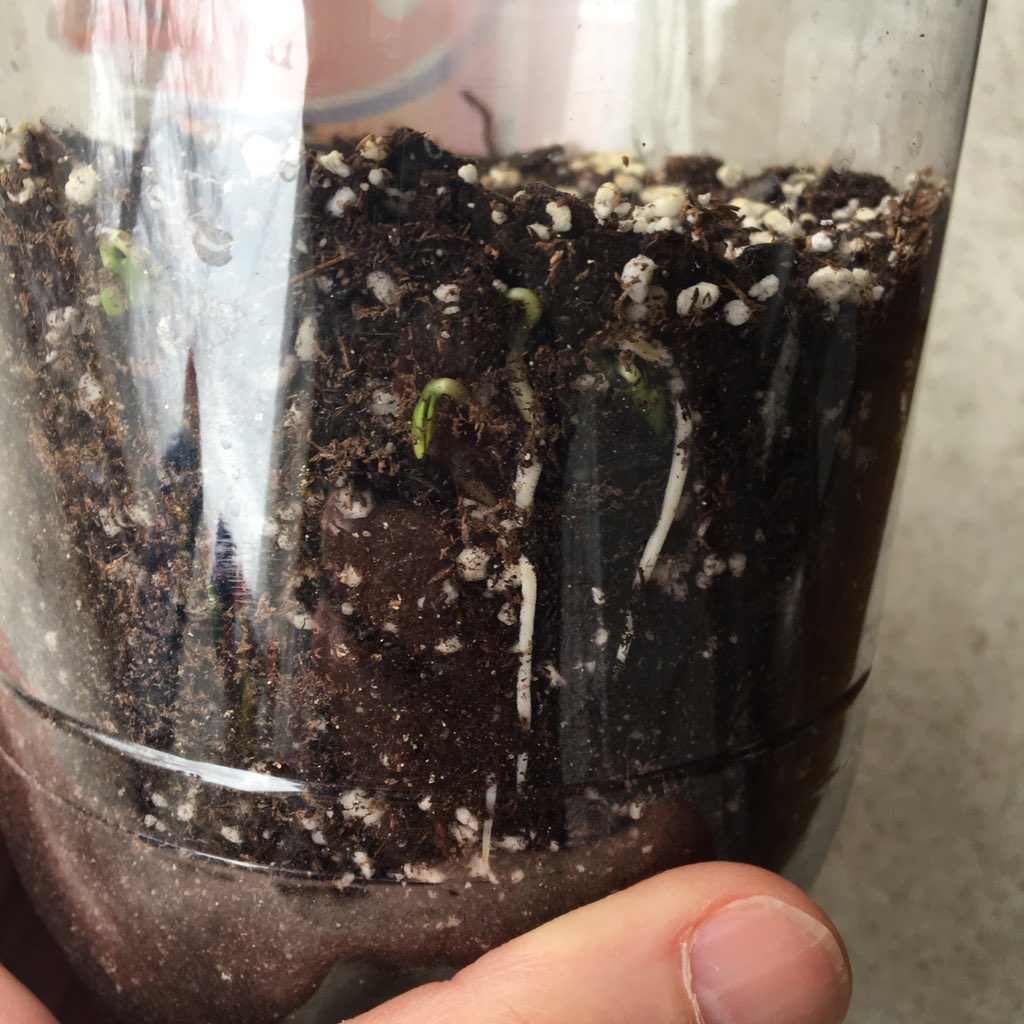 dailystem's tweet image. Well, my Apple seeds are growing...should burst through later today!
➡️Get a clear empty bottle 
➡️Cut it
➡️Put in dirt
➡️Plant seeds along the edge &amp;amp; watch them grow 🌱🌱🌱
#RemoteLearning #STEM #parentingtips