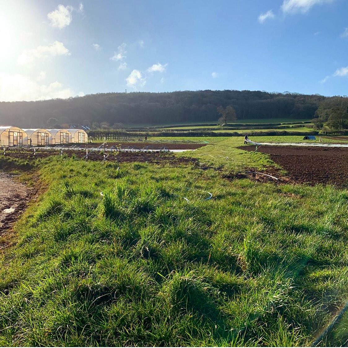 Tobacco_Factory's tweet photo. Glorious morning at Five Acre Farm, this is where the magic happens! #fiveacrefarm #locallyfarmed #localproduce https://t.co/tTRoORs38U